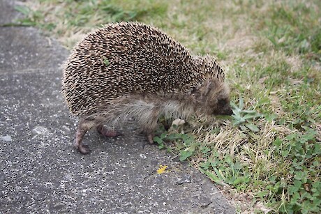 Hedgehog