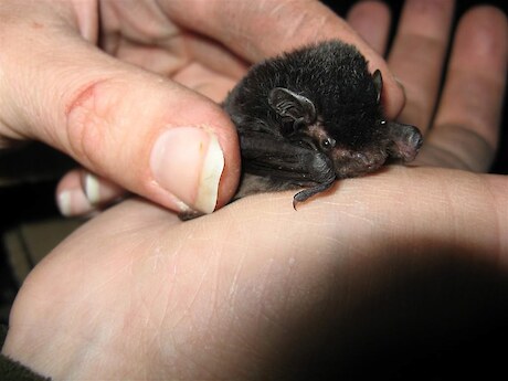 Long-tailed bat (Kerry Borkin)