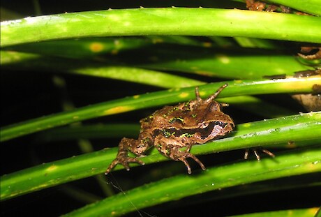 Archey’s frog, Coromandel