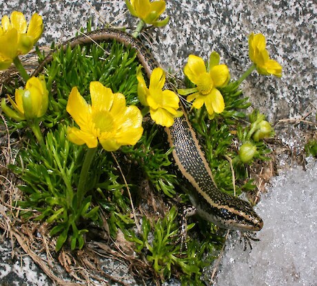 Barrier skink, Fiordland