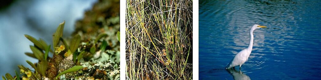 Left to right: Adelopetalum tuberculatum (At Risk-Naturally Uncommon), Juncus holoschoenus var. holoschoenus, and kōtuku/white heron (both Threatened-Nationally Critical)