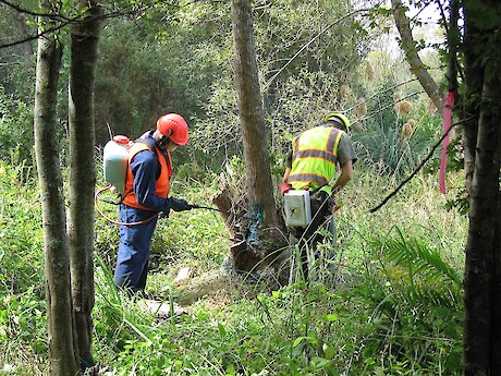 Willow control, Te Ngae kahikatea restoration project, Rotorua