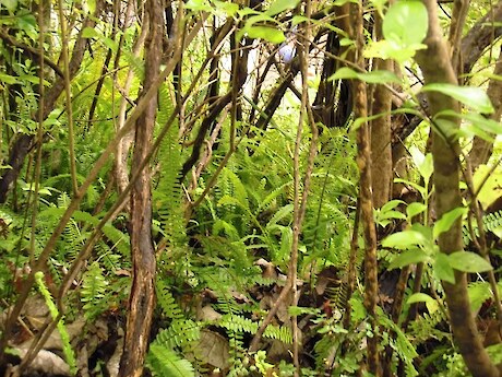 Tuber ladder fern, Ohope Scenic Reserve