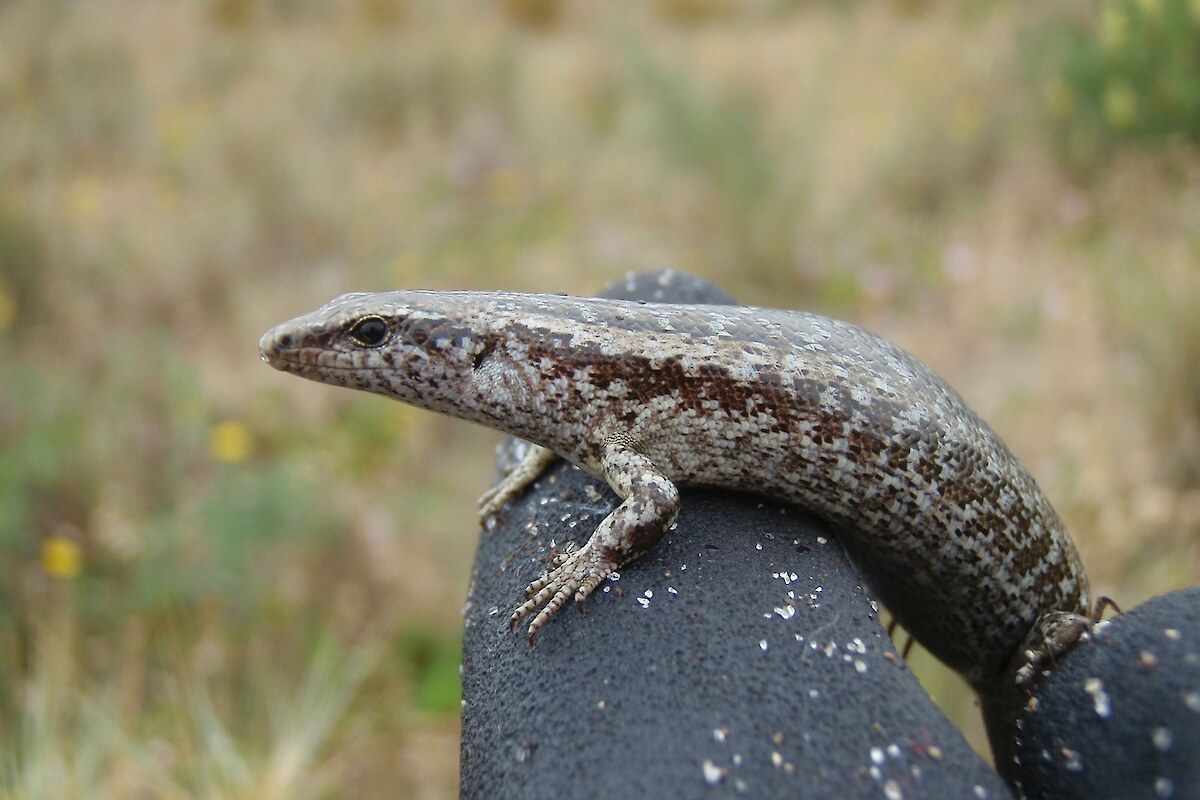 Shore skink was recorded both inside and outside the rabbit-proof fence