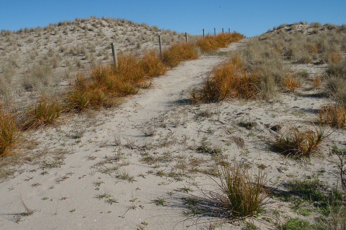 Planted pingao alongside the rabbit-proof fence