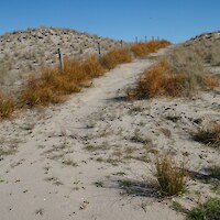 Planted pingao alongside the rabbit-proof fence