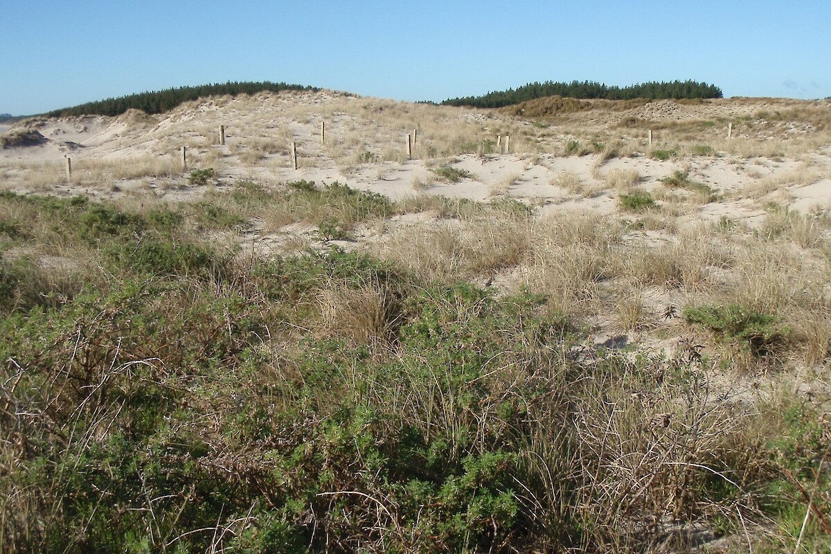 Spinifex sandfield and grassland is present near vegetation monitoring Plot 29