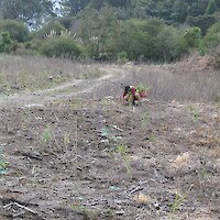 Indigenous plantings, 2006