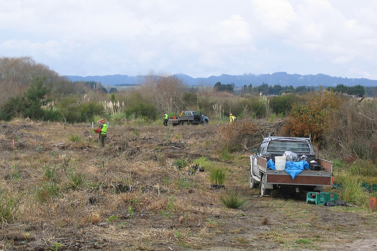 Plantings, 2006