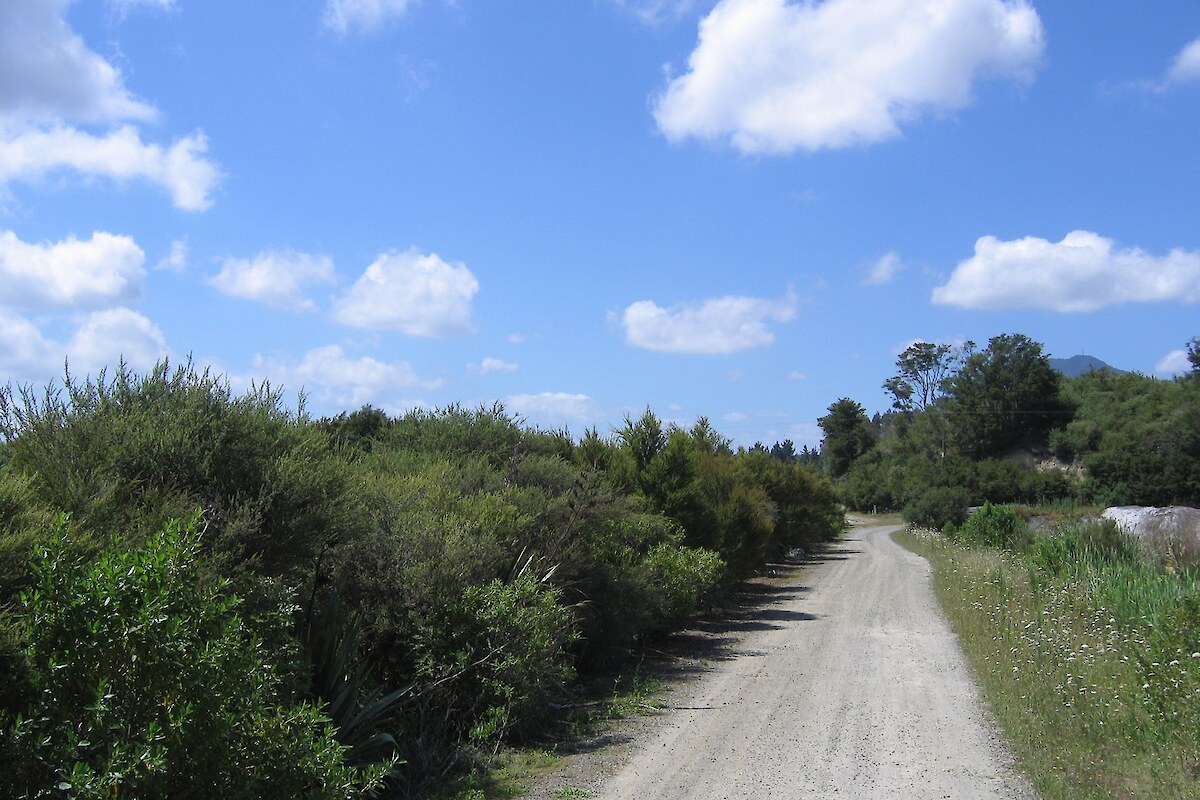 These plantings have a closed canopy in 2008