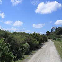 These plantings have a closed canopy in 2008