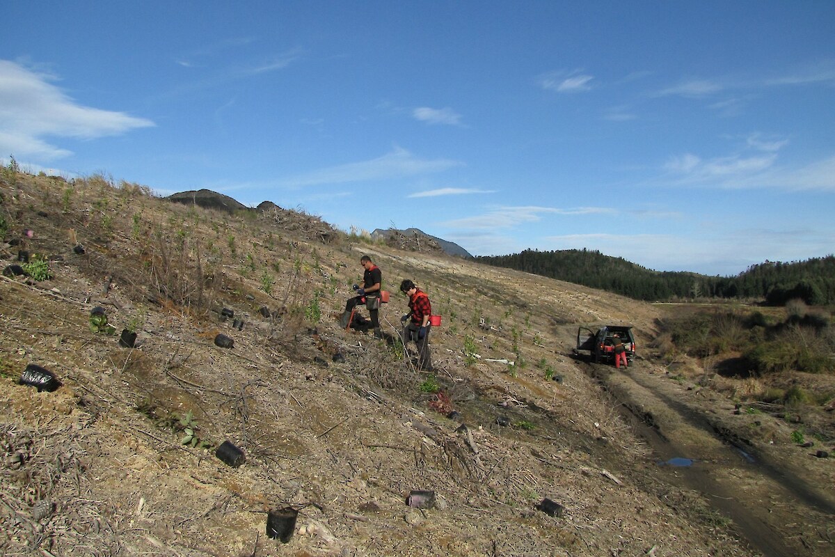 Planting of the landfill in 2010