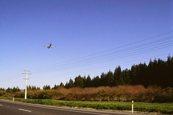 Prior to weed control in 2005, gorse and willows were dominant between the road margin and the kahikatea stand