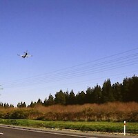 Prior to weed control in 2005, gorse and willows were dominant between the road margin and the kahikatea stand