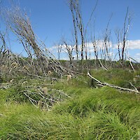 Healthy regeneration of indigenous species following collapse of willow canopy after poisoning (December 2009)