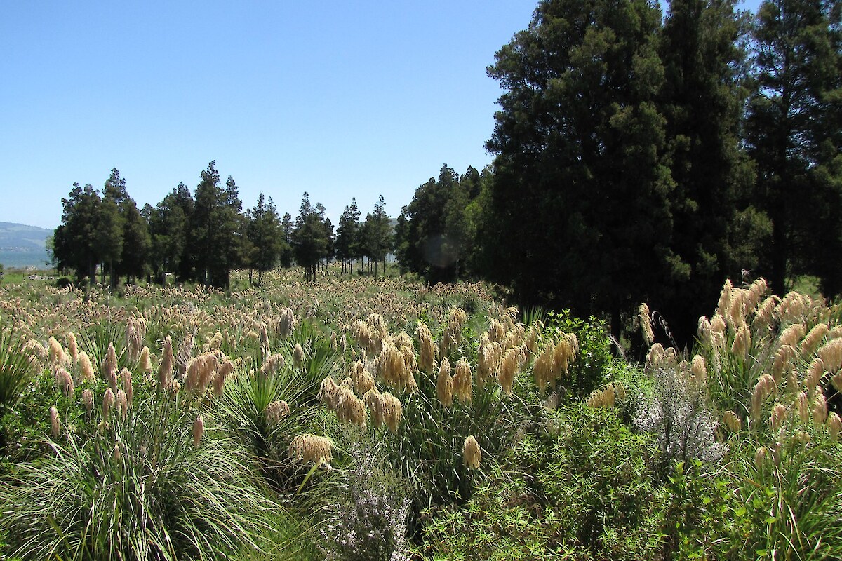 Dense indigenous cover has established within three years of planting (November 2009)