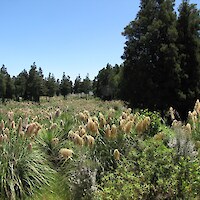 Dense indigenous cover has established within three years of planting (November 2009)