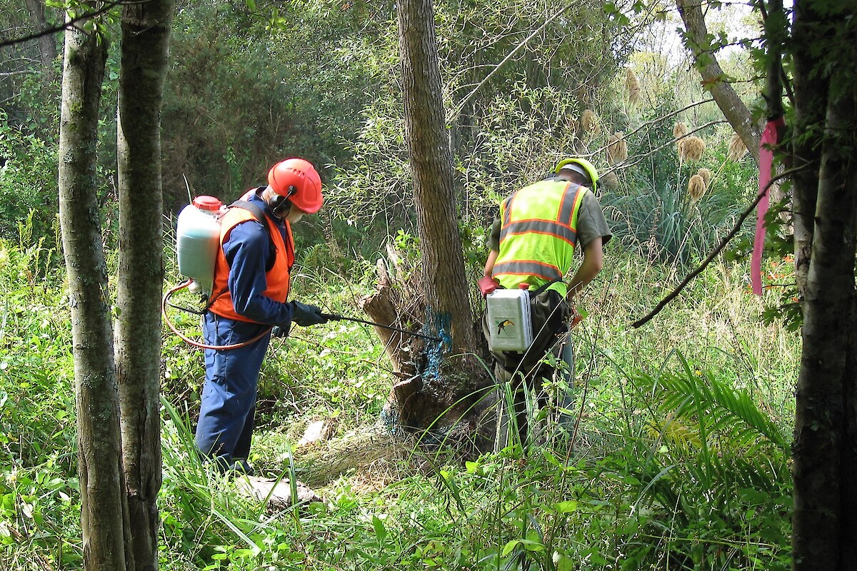 Weed control work being undertaken in the willow stand (January 2007)