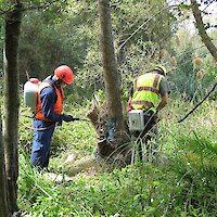 Weed control work being undertaken in the willow stand (January 2007)