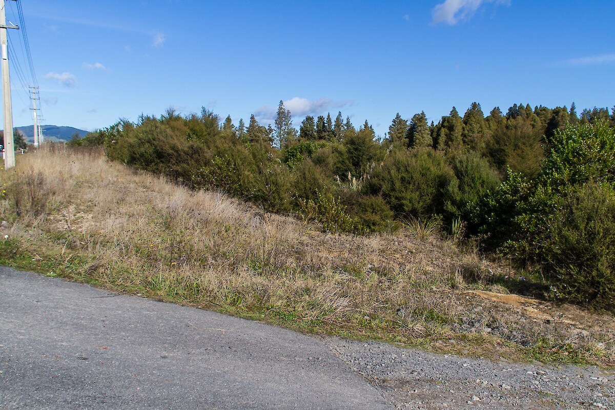 An indigenous buffer is now well established around the kahikatea stand (May 2012)