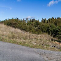 An indigenous buffer is now well established around the kahikatea stand (May 2012)