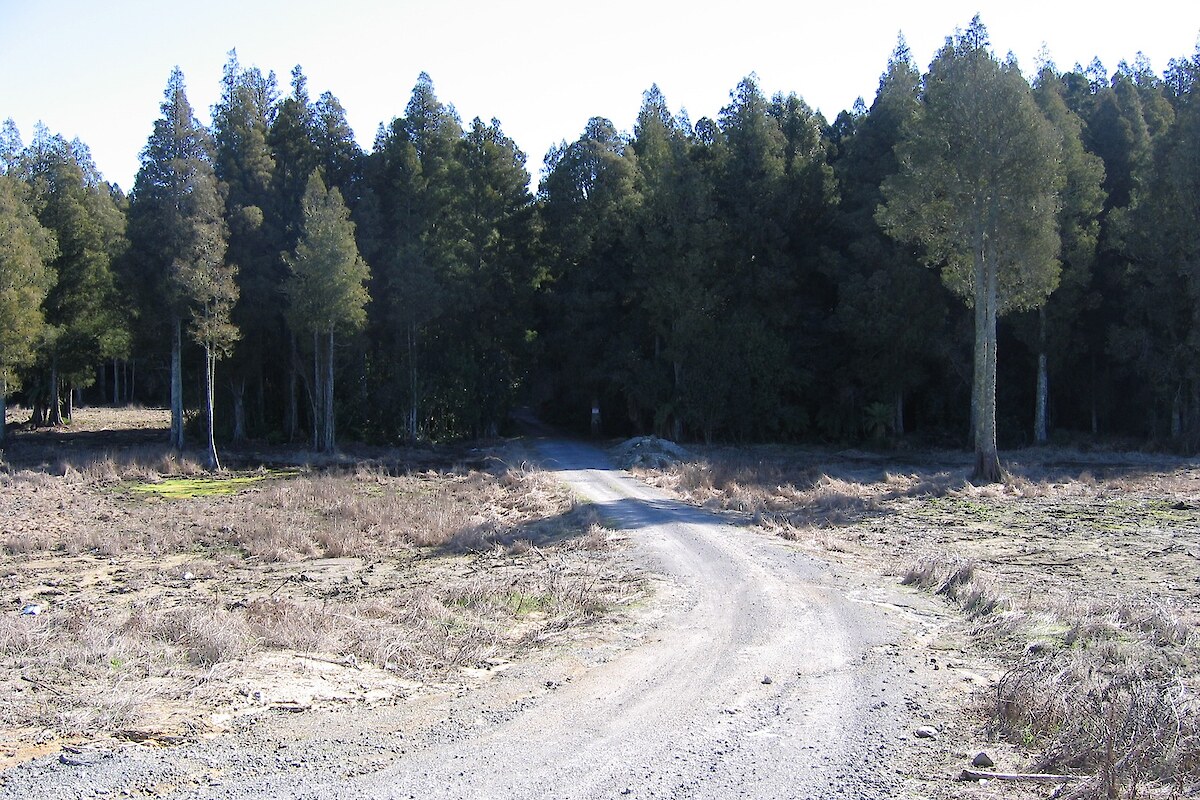 Weeds have been cleared prior to planting (August 2005)