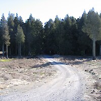 Weeds have been cleared prior to planting (August 2005)