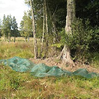 Eco-sourcing: Seed was collected from beneath the kahikatea trees using shade cloth