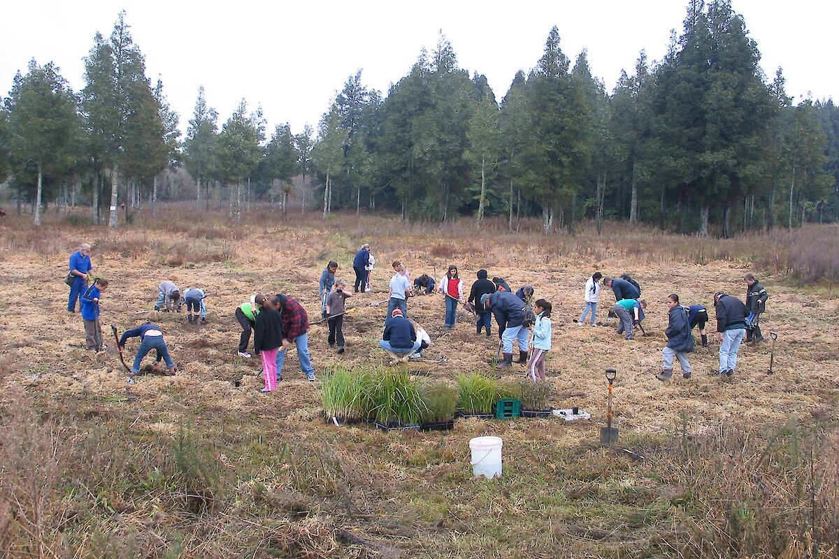Planting days have been held each year with Rotokawa School (July 2006)