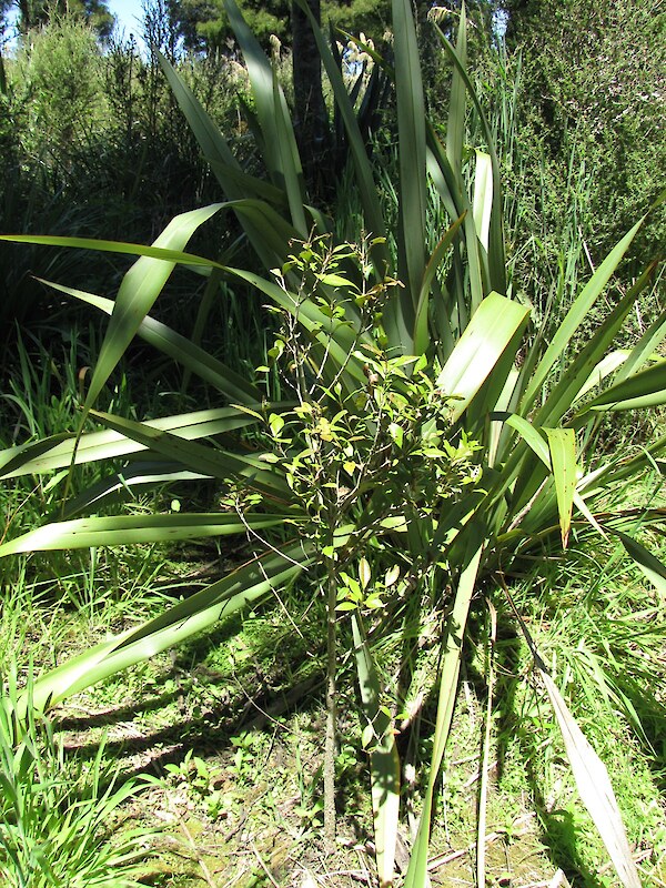 Maire tawake (swamp maire) plantings have established well in the shelter of the main stand (2009)