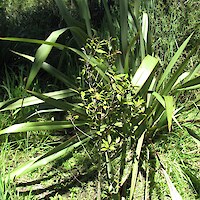 Maire tawake (swamp maire) plantings have established well in the shelter of the main stand (2009)