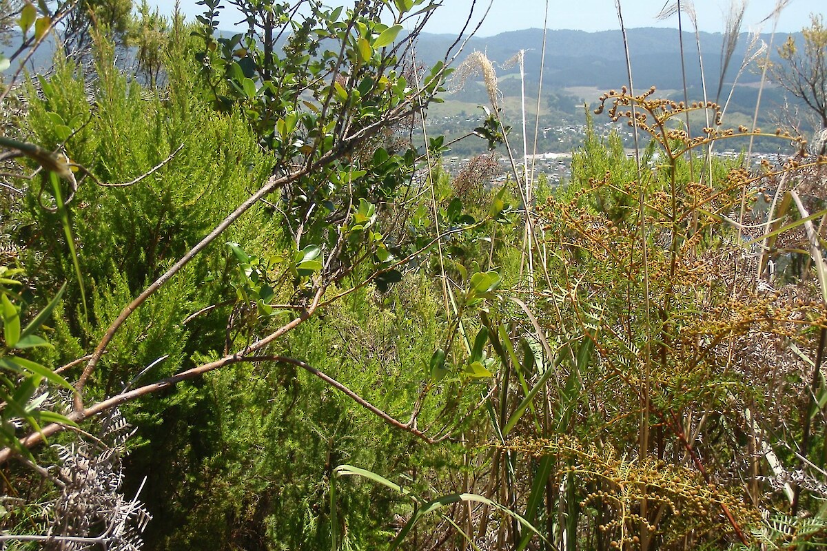 Mixed indigenous-exotic scrub at Plot 15 (2014)