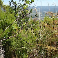 Mixed indigenous-exotic scrub at Plot 15 (2014)