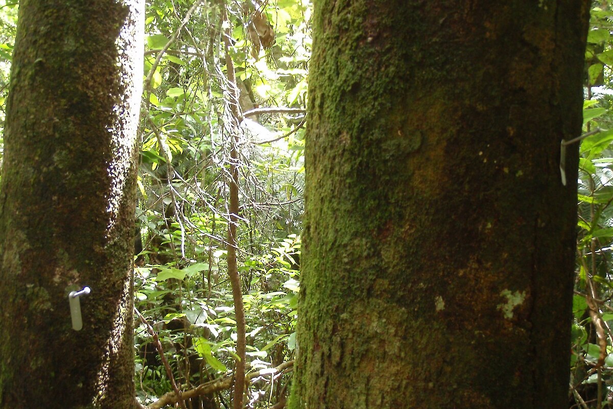 In permanent vegetation monitoring plots, large trees are tagged and their diameters recorded (2014)
