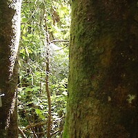 In permanent vegetation monitoring plots, large trees are tagged and their diameters recorded (2014)