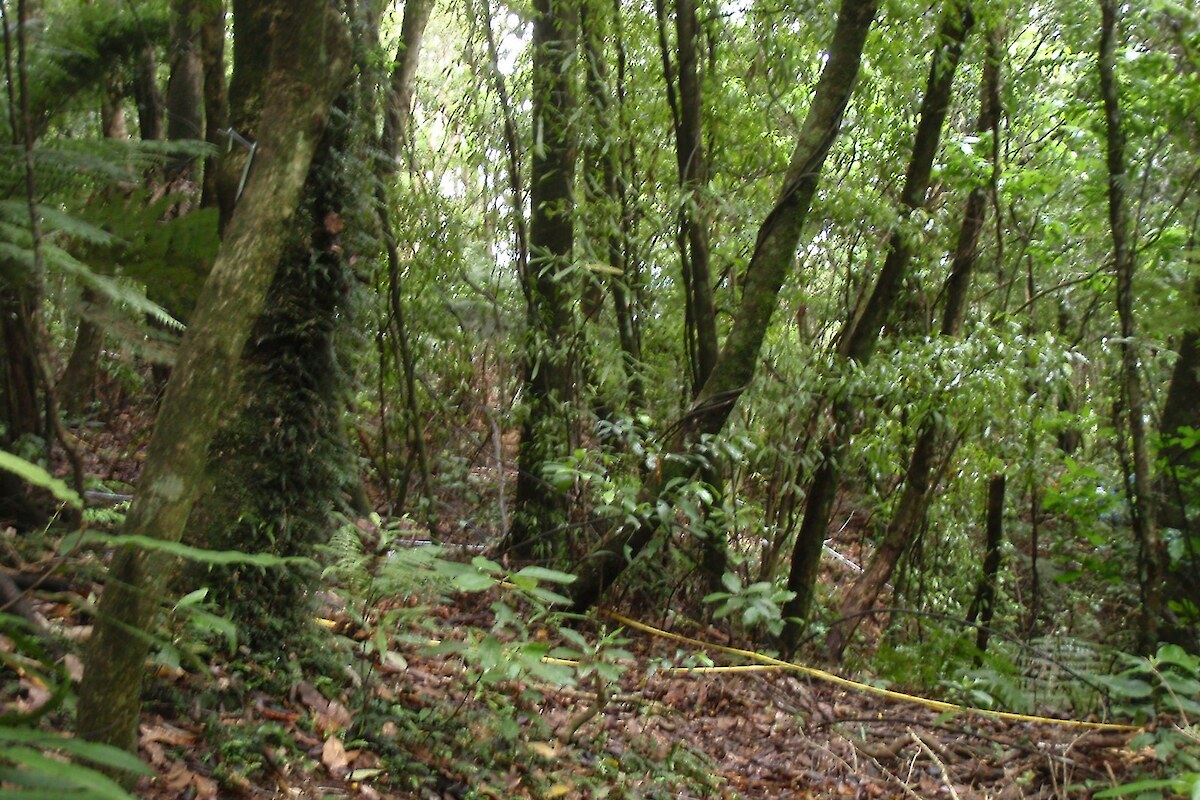 Forest vegetation at permanent vegetation monitoring plot 4, 2014