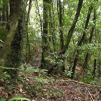 Forest vegetation at permanent vegetation monitoring plot 4, 2014