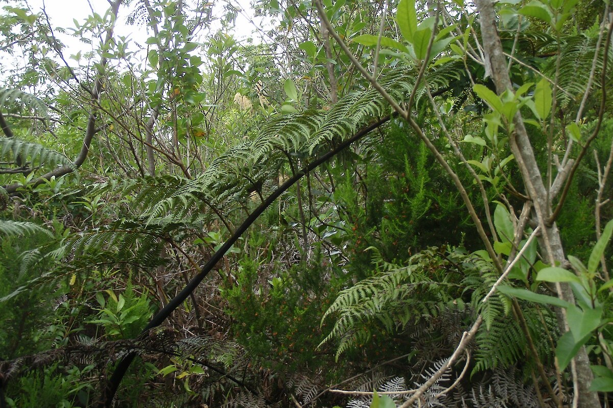 Māpou-brush wattle/ māhoe-tarata-māpou-brush wattle scrub at Plot 5 (2014)