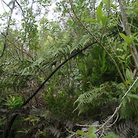 Māpou-brush wattle/ māhoe-tarata-māpou-brush wattle scrub at Plot 5 (2014)