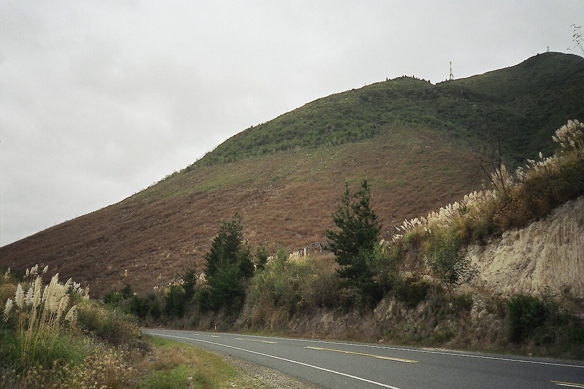 Secondary vegetation on the lower slopes of Pūtauaki, 2003