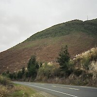 Secondary vegetation on the lower slopes of Pūtauaki, 2003