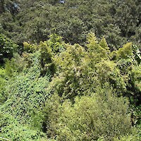 Blue morning glory, banana palm, and bamboo are present on faces overlooking Ohope Beach