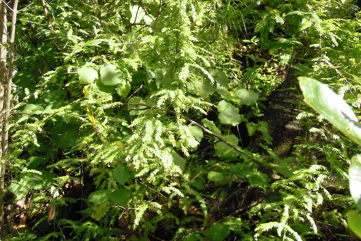 Climbing asparagus and ginger near Ohope Road