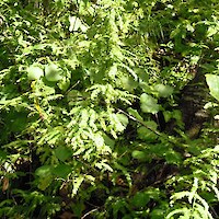 Climbing asparagus and ginger near Ohope Road