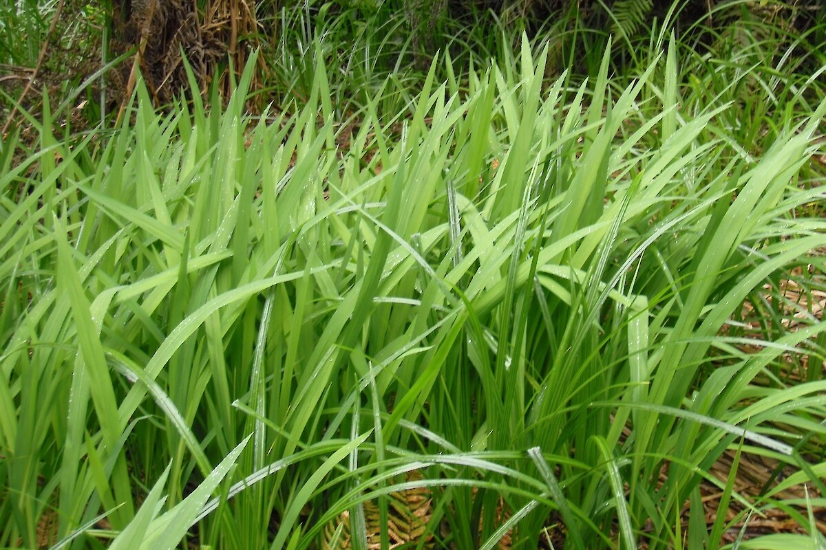 Montbretia is locally dominant within <em>Carex geminata</em> sedgeland along Maraetotara Stream