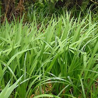 Montbretia is locally dominant within <em>Carex geminata</em> sedgeland along Maraetotara Stream