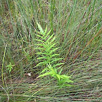<em>Cyclosorus interruptus</em> (At Risk-Declining)