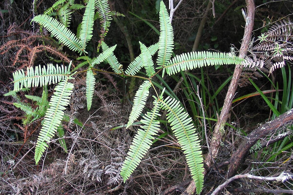 <em>Dicranopteris linearis</em> var. <em>linearis</em> (At Risk-Naturally Uncommon)