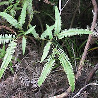 <em>Dicranopteris linearis</em> var. <em>linearis</em> (At Risk-Naturally Uncommon)