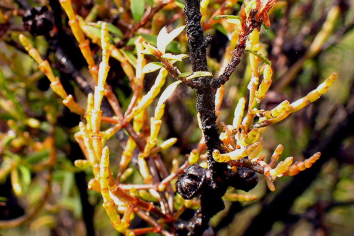 <em>Korthalsella salicornioides </em> (At Risk-Naturally Uncommon)